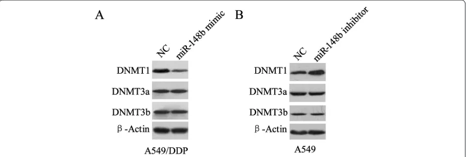 Figure 3 miR-148a modified expression of DNMTs. A549/DDP and A-549 cells were separately transfected by NC or miR-148b mimic or miR-148b(B)ainhibitor for 24 h