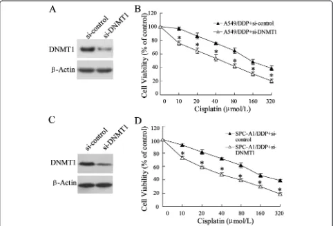 Figure 5 Effect of downregulated DNMT1 on cisplatin sensitivity of A549/DDP and SPC-A1/DDP cells.andsi-DNMT1