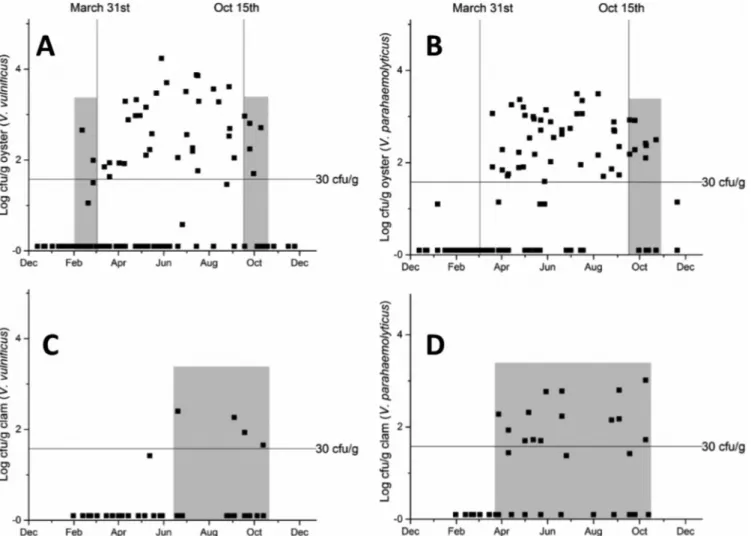FIG 3 Concentrations of V. vulniﬁcus in oysters (A) and clams (C) and concentrations of V