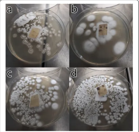 Fig. 3 PCR result (214 bp) of RNP-2-treated and non-treatedprotoplasts and zoospores using primer set 2