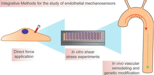 FIG. 6. Integration of approaches is necessary for determining the precise function of various mechanosensors.