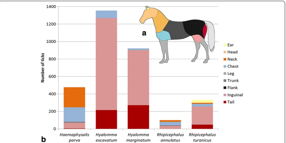 Fig. 4 Tick species and the body site of the horse from which they were removed. a A schematic illustration of the different body sites of thehorse, as referred to in this analysis