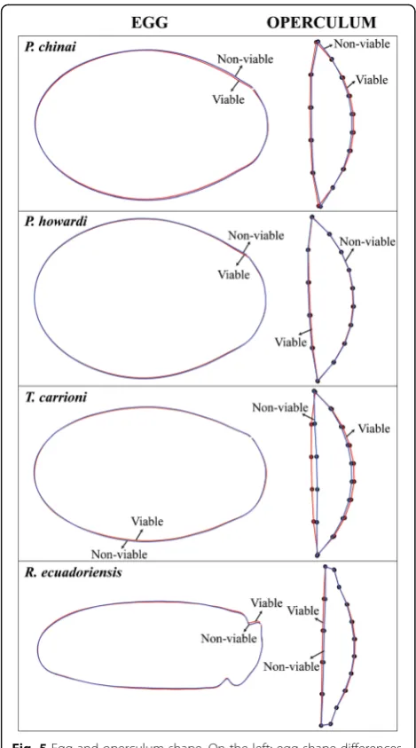 Fig. 5 Egg and operculum shape. On the left: egg shape differencesPTriatomini, the shape of V eggs tend to be more slender
