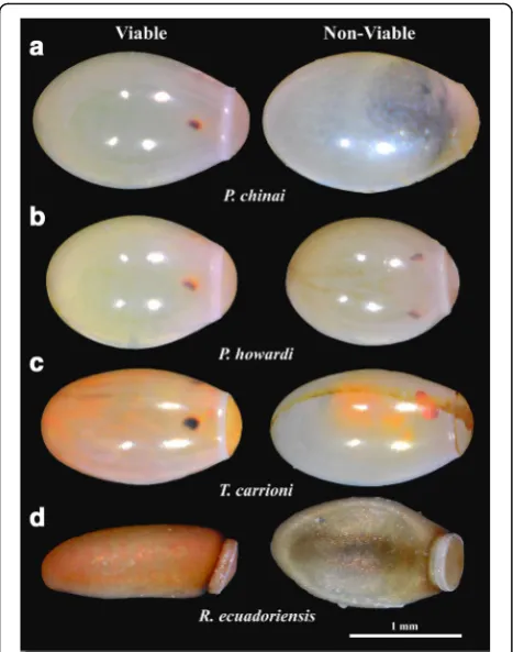 Fig. 2 Egg viability. Examples of viable (left) and non-viable (right)deformation after 25 days of development (as in(eggs of Panstrongylus chinai, P