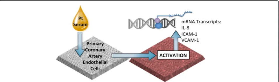 Figure 1 Endothelial cell biosensor approach. Primary coronary artery endothelial cells are incubated with 10% serum from individual patientsfor 4 h, followed by isolation of RNA, and then assayed for transcriptional responses.
