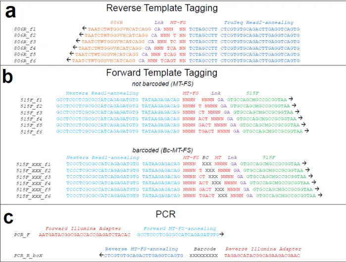 Figure 3.5 Schematic of molecular tagging - frameshifting template tagging primers. (a)  MT-FS  V4  16S  reverse  template-tagging  primers