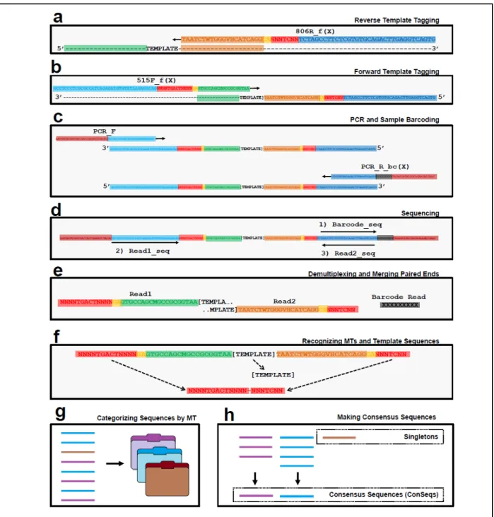 Figure  3.9  Template  Tagging,  PCR,  sequencing,  and  Molecular  Tag  (MT)  processing  workflow