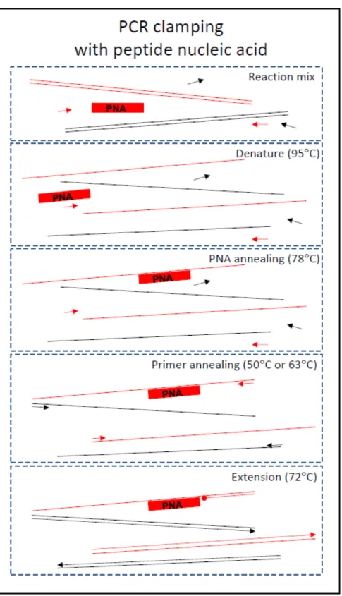 Figure 3.12 PNA schematic. PNA functions as an additive in the PCR reaction mix (top)