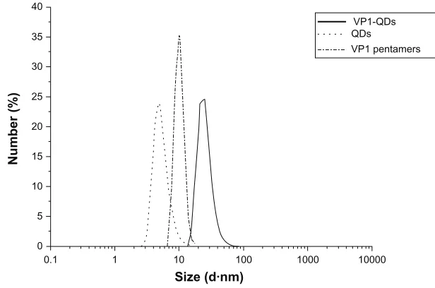 Figure 3 Diameter measurements of VP1-QDs, QDs, and VP1 pentamers using dynamic light scattering.Abbreviations: QDs, quantum dots; VP1, major virus capsid protein 1; VP1-QDs, major virus capsid protein 1 with quantum dots.