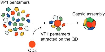 Table 1 Affinities of the major virus capsid protein 1 pentamers with 3-mercaptopropionic acid-modified quantum dots