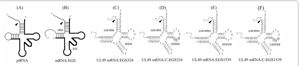 Figure 1 Schematic representation of substrates for RNase P. (A) A natural substrate (ptRNA)