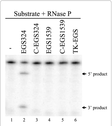 Figure 3 Binding of UL49 mRNA substrate by EGS324 and C-EGS324. Substrate (10 nM) was either in the presence of 10 nM of EGS324 (lane 1), C-EGS324 (lane 2), or TK-EGS (lane 3) to allow binding and then loaded on a 5% polyacrylamide gel.