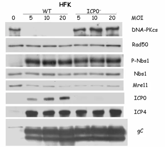 Figure 4.1. Mre11 loss does not require ICP0 or the activities of the proteasome or lysosome