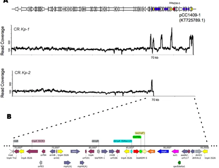 FIG 1 (A) Coverage of Illumina reads from K. pneumoniae isolates CR Kp-1 and CR Kp-2 mapped using Bowtie2 (33) across the reference IncFII plasmid pCC1409 (KT725789.1)