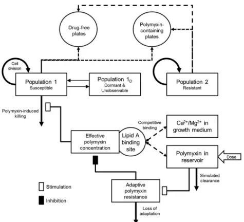 FIG 2 Model structure of the developed mechanism-based model for polymyxin-mediated bacterial killing and the dynamics of constitutive and adaptive polymyxin resistance