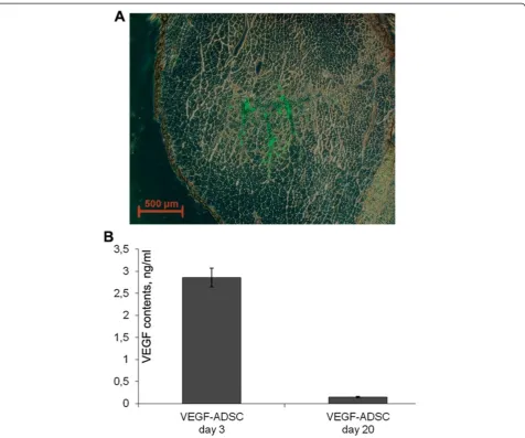 Figure 12 Human ADSC viability and VEGF expression after transplantation to ischemic murine muscle