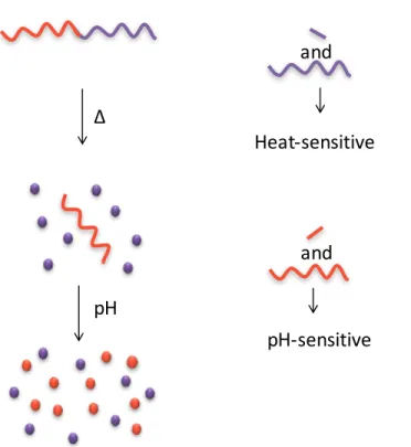 Figure 1.12 Controlled polymer depolymerization for the complete metabolism of copolymer  systems in the on-demand response to orthogonal stimuli 