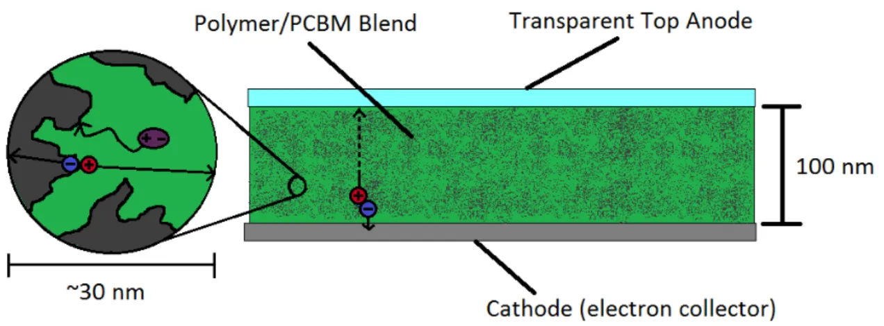 Figure 4-1. A cross section of a typical BHJ polymer solar cell exhibiting good polymer  and PCBM phase separation 