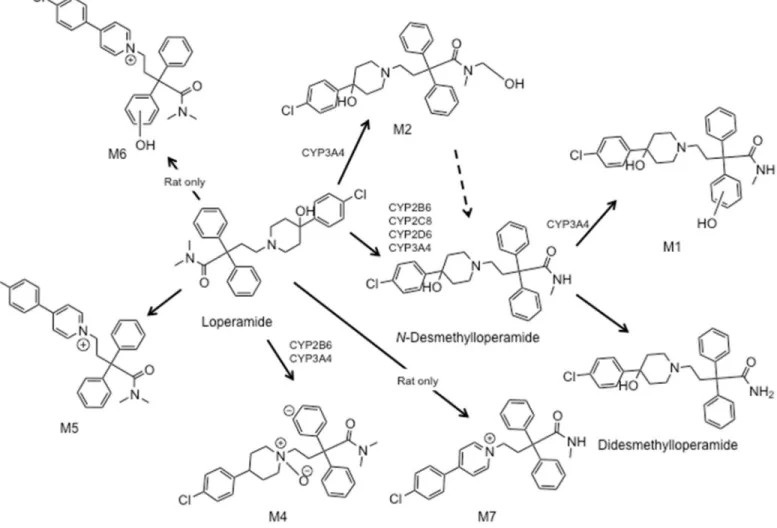 Figure 1.2. Loperamide metabolites in rat and human liver microsomes. Modified from  Kalgutkar and Nguyen (2004) with additional evidence from Yoshida et al