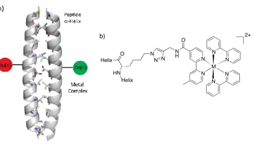 Figure 2.1. (A) Illustration of metallopeptide system containing the α-helical coiled-coil  scaffold and metal complexes (coiled coil: pdb 2AHP)