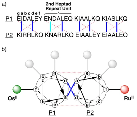 Figure 2.2. (A) Primary sequences of the P1 and P2 peptides using the single letter amino  acid code (in capitals)
