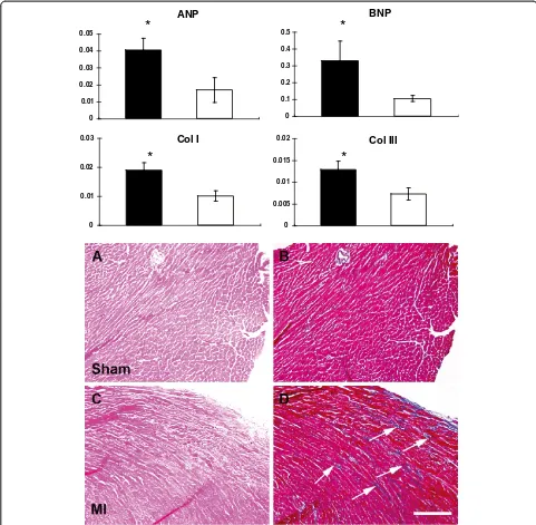 Figure 3 Molecular expression and histological changes in non-ischemic myocardium in sham and MI mice