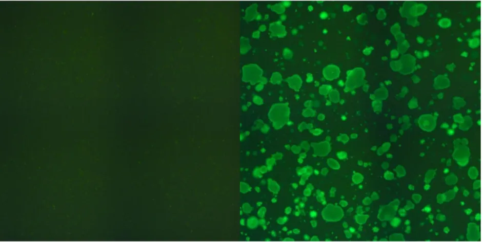 Figure 5.3: Live/Dead assay. On the left: strong gels showed no MCF-7 aggregate formation over 14 days