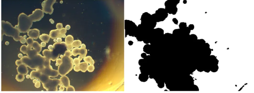Figure 5.4: Example of errors introduced by the image processing protocol at late time points when multi-aggregate MCF-7 clusters were present