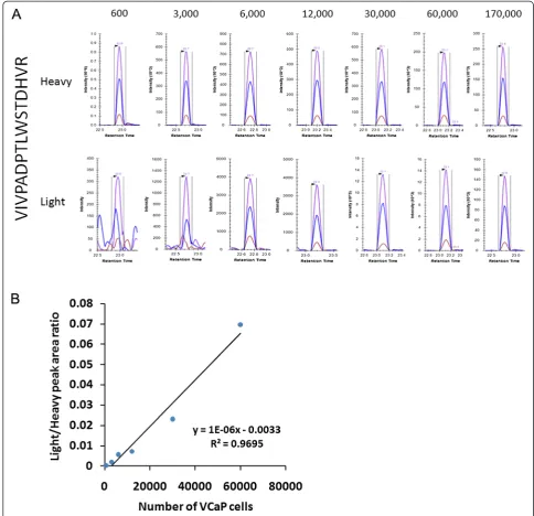 Figure 3 Detection of ERG peptide VIVPADPTLWSTDHVR in the VCaP-urine system. A. The number of VCaP cells for each PRISM-SRManalysis data point was 600, 3,000, 6,000, 12,000, 30,000, 60,000, 170,000, respectively