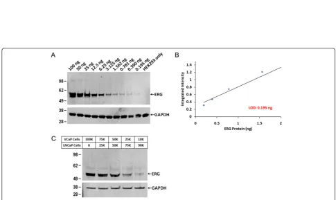 Figure 4 Detection of ERG protein using ELISA. Awas 30 pg.antibody combinations for development of antigen capture assay (sandwich ELISA).