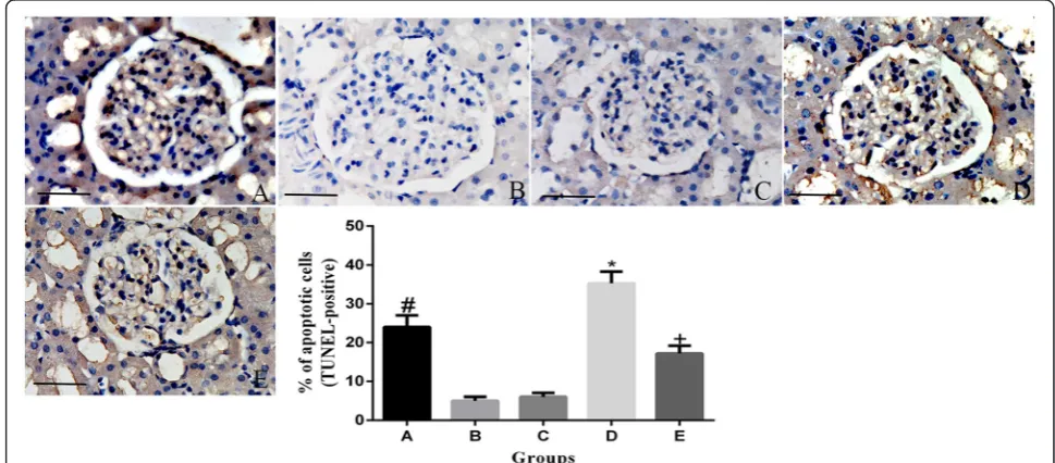 Figure 1 Light microscopy of renal tissue from rats stained with hematoxylin and eosin