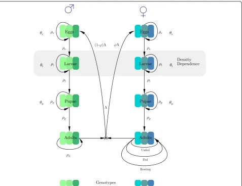 Fig. 1 A schematic of our mosquito stage-structured model. The adult stage dynamics is considerably different in male and female mosquitoesgiven stage (multiple times