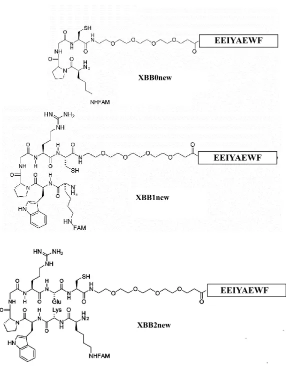 Figure 3.7 Backbone structures of uncrosslinked XBB0new, XBB1new and XBB2new.  