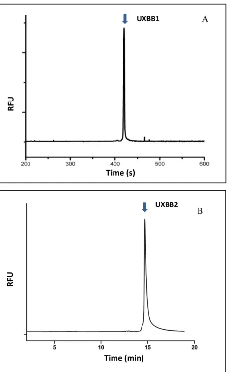 Figure 3.9 Electropherogram of purified UXBB1 (A) and UXBB2(B).  The purity of  both peptides is more than 90%