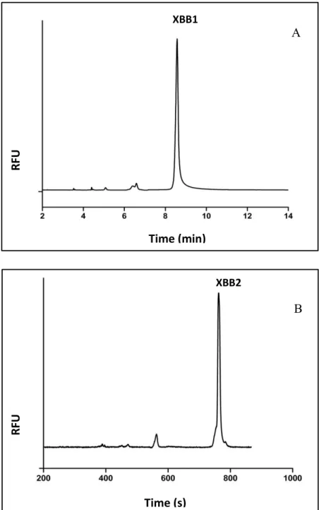 Figure 3.10 Electropherogram of purified XBB1 (A) and XBB2 (B). The purity of both  peptides is more than 90%