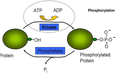 Figure 1.1  A kinase transfers a phosphoryl group from high-energy donor molecules,  such as ATP, to specific target molecules (substrate proteins); the process is termed  phosphorylation .