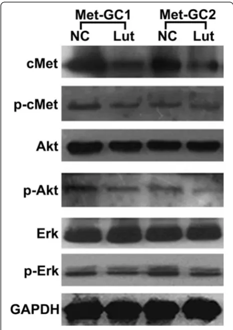Figure 4 Representative immunoblot data showing theexpressions of proteins in the cMet signaling pathway