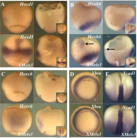 Figure 2. XMeis3 gain-of-function. Embryos were injected into the animal hemisphere at the one-cell stage with 2 ng synthetic mRNA containing the full-length coding region of XMeis3, and analysed by whole-mount in situ hybridisation