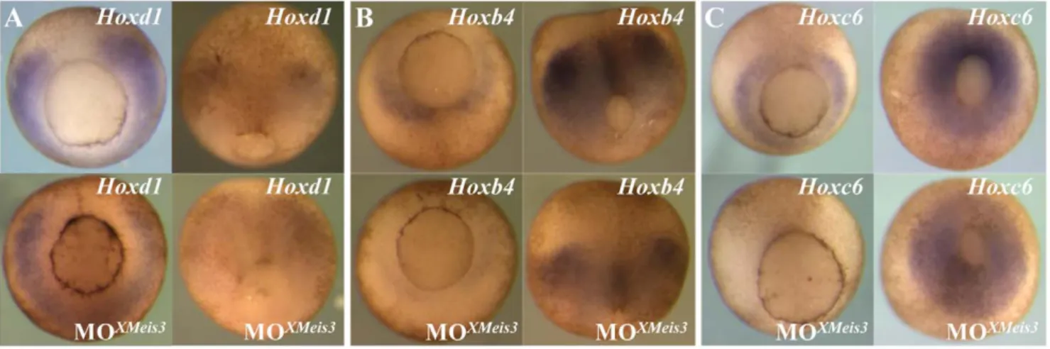 Figure 4. XMeis3 loss-of-function. Embryos were injected at the one-cell stage with 16 ng of the MOXMeis3, and analysed by whole mount in situ hybridisation at stage 10.5/11, shown on the left side of each panel, and at stage 12, shown at the right side of