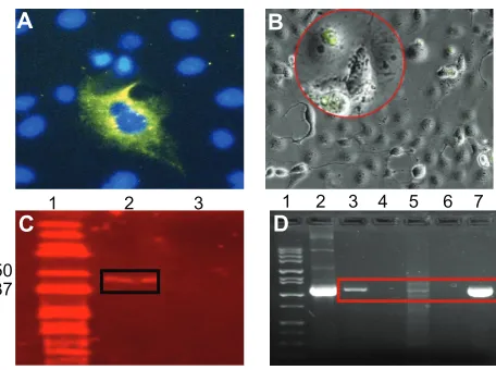 Figure 8 Expression of MOMP at the protein and gene transcript levels. (fluorescence cells) and then mounted with DAPI (blue nuclei stain) combined with A) Cos-7 cells were transfected as described in Figure 7, immunostained (positive MOMP an anti-fade mou