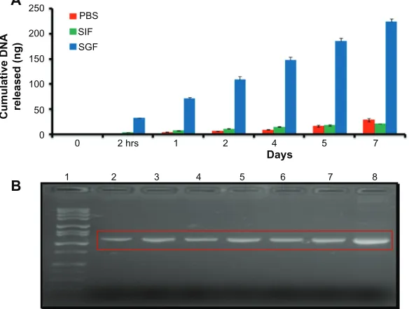 Figure 4 Cumulative DNA release and electrophoretic analysis of released DMOMP. (A) Analysis of encapsulated DMOMP released from DMCNP was evaluated using similar intestinal fluid (SIF, pH 7.0) and similar gastrointestinal fluid (SGF, pH 2.0)
