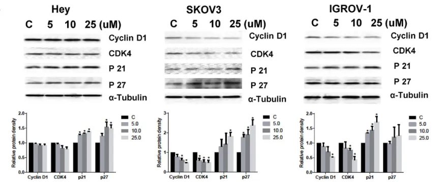 Figure 2. Compound 968 caused cell cycle G1 phase arrest. The HEY, SKOV3 and IGROV-1 ovarian cancer cell lines were treated with compound 968 at different  concentrations for 48 h