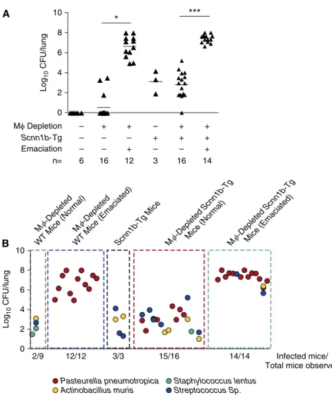 Figure 7. Microbiological analyses of BAL fluid from MF-depleted neonates. (A) BAL CFU counts by genotype and emaciation status, as indicated