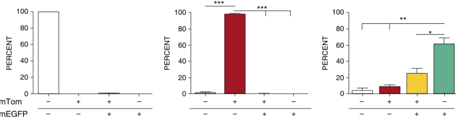 Figure 1. Lysozyme M (LysM) promoter expression activity in neonates. Flow cytometry analysis of neonatal bronchoalveolar lavage (BAL) cells harvested from LysM-cyclization recombinase (Cre) 1 single-transgenic mice (left panel), membrane-targeted Tomato (