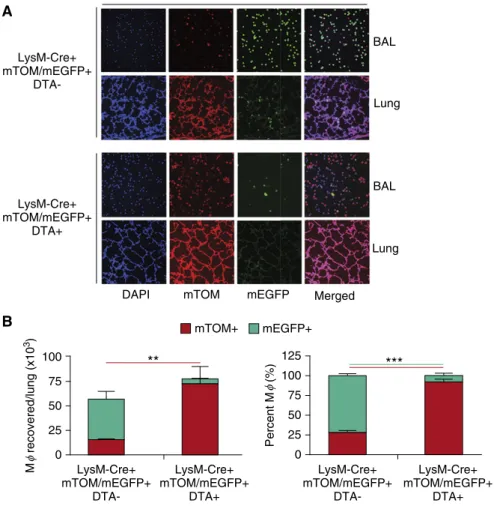 Figure 2. Diphtheria toxin A (DTA) expression targeted to pulmonary macrophages (MFs) alters the pulmonary MF phenotype