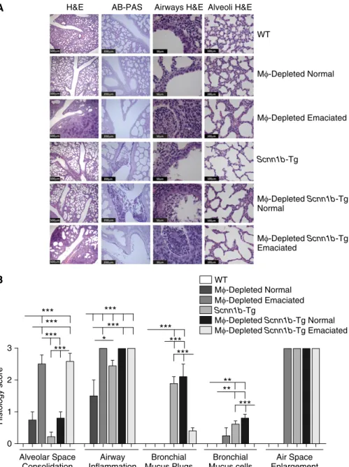 Figure 5. MF-depleted neonates exhibit significant pulmonary pathology. (A) Representative