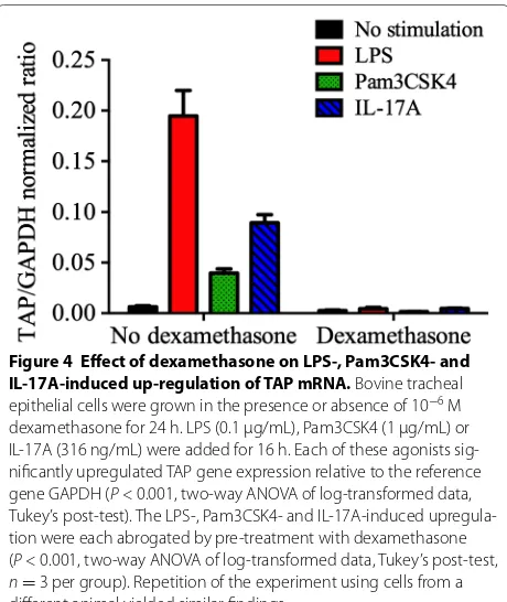 Figure 4 Effect of dexamethasone on LPS-, Pam3CSK4- and IL-17A-induced up-regulation of TAP mRNA