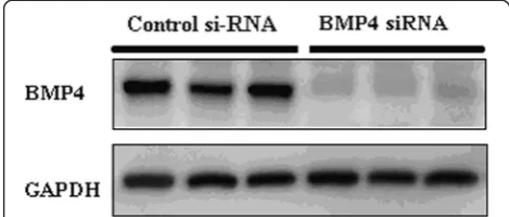 Figure 2 The BMP4 expression in cardiomyocytes after si-RNAtransfection. BMP4 si-RNA transfection dramatically inhibited theBMP4 expression compared to the control si-RNA.