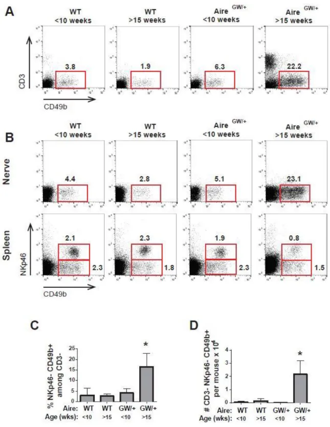 Figure 2. 2: CD49b+ cells in SAPP are not NK T cells or NK cells. Sciatic nerves  from NOD wild-type and NOD.AireGW/+ animals was analyzed by flow cytometry at  less than 10 weeks or greater than 15 weeks of age