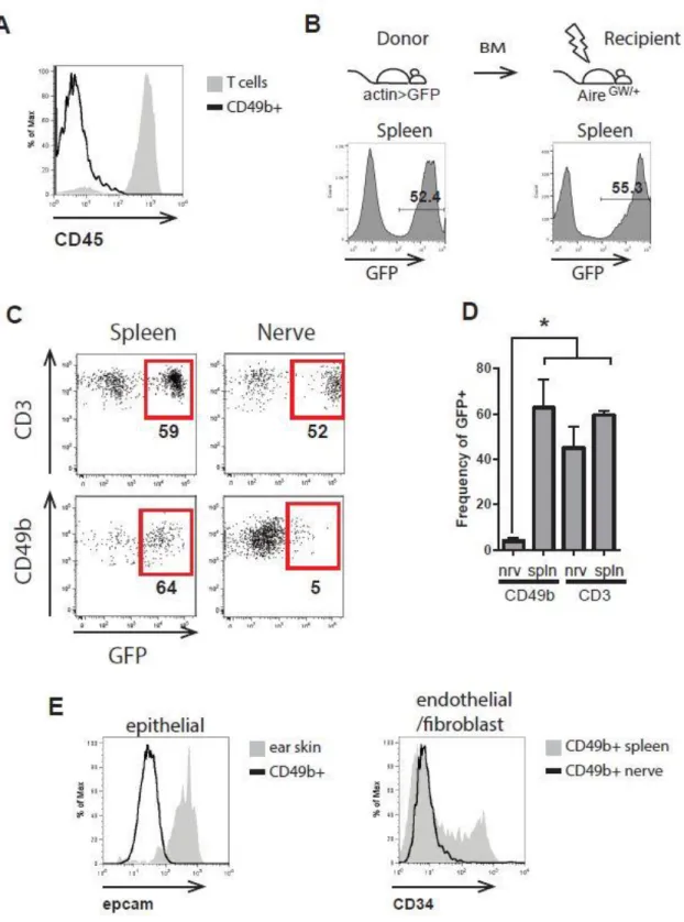 Figure 2. 4: CD49b+ cells are nerve-resident cells. A) Representative histograms  showing CD45 expression on CD3-NKP46-CD49b+ cells (black line) and CD3+ T cells  (grey shaded) in sciatic nerve of SAPP mice